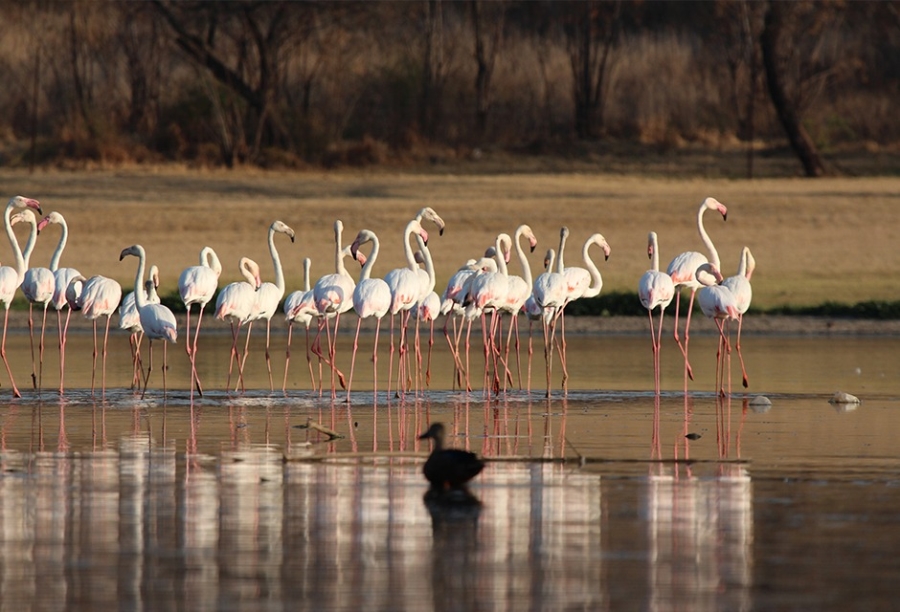 0 Bedroom Property for Sale in Estate D Afrique North West